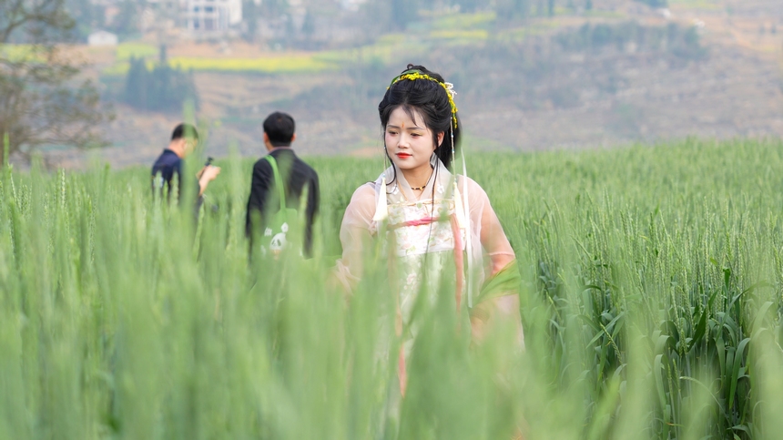 2025年4月9日，貴州省納雍縣百興鎮萬畝麥田漢服舞蹈表演 。