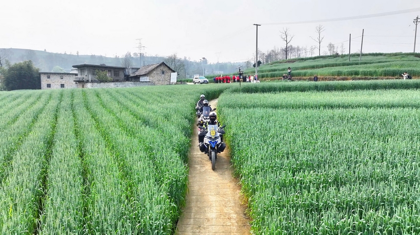 2025年4月9日，貴州省納雍縣百興鎮萬畝麥田騎行。