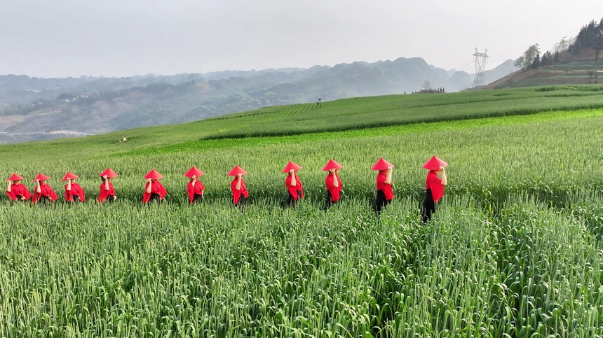 2025年4月9日，貴州省納雍縣百興鎮萬畝麥田旗袍走秀。