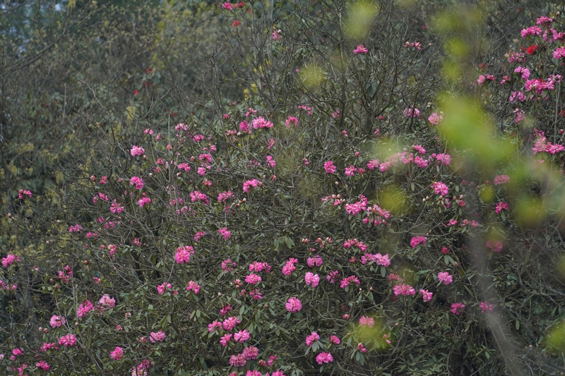 盛開的杜鵑花。黃源匯攝