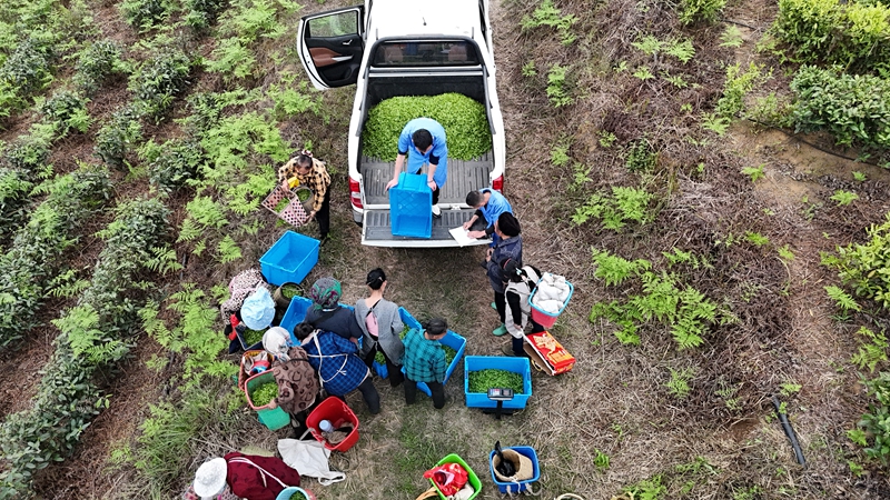 圖為春茶采摘忙。
