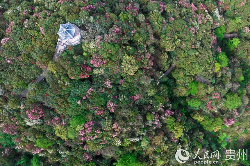 航拍百里杜鵑景區內盛開的杜鵑花。人民網記者 涂敏攝