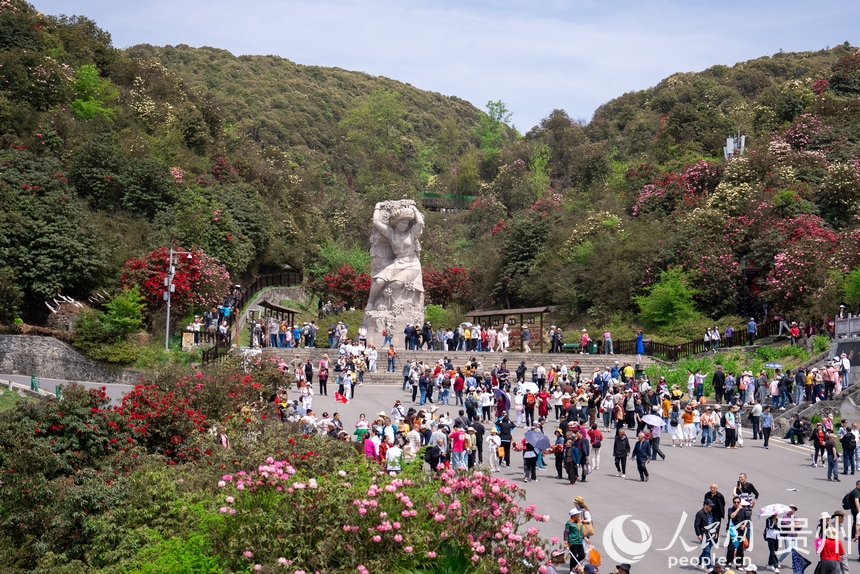 游客在景區內觀賞盛開的杜鵑花。人民網記者 涂敏攝