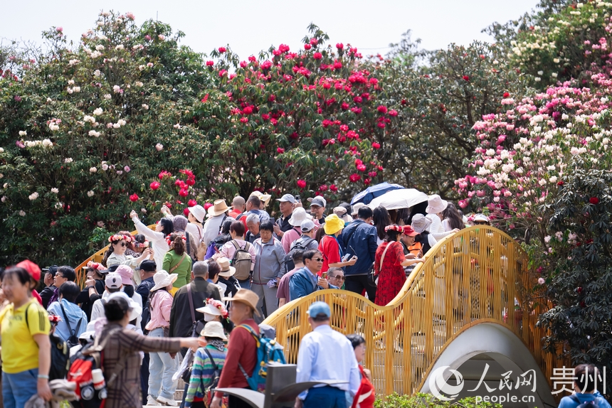 游客在景區內觀賞盛開的杜鵑花。人民網記者 涂敏攝