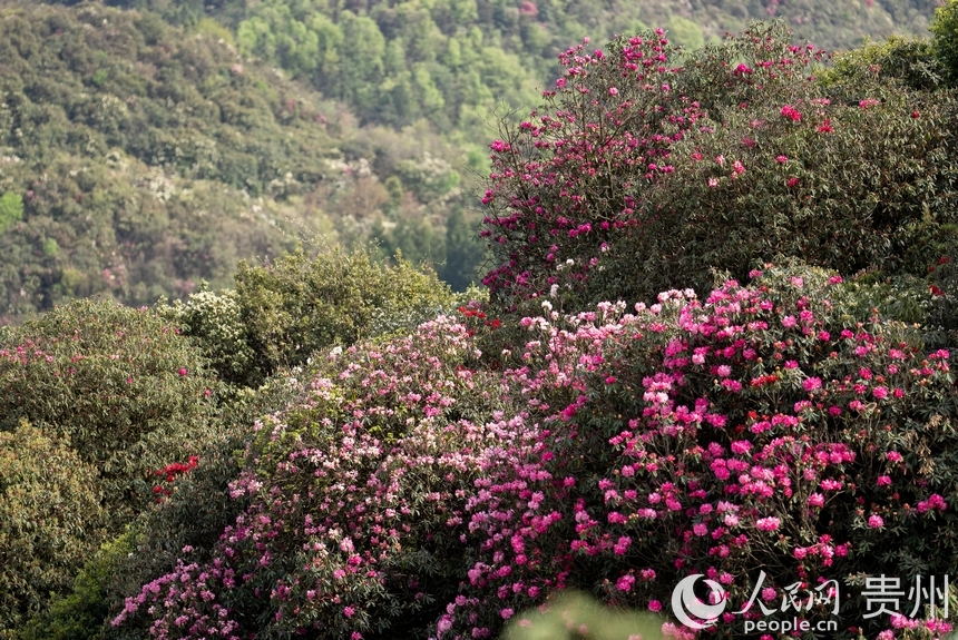 景區內盛開的杜鵑花。人民網記者 涂敏攝