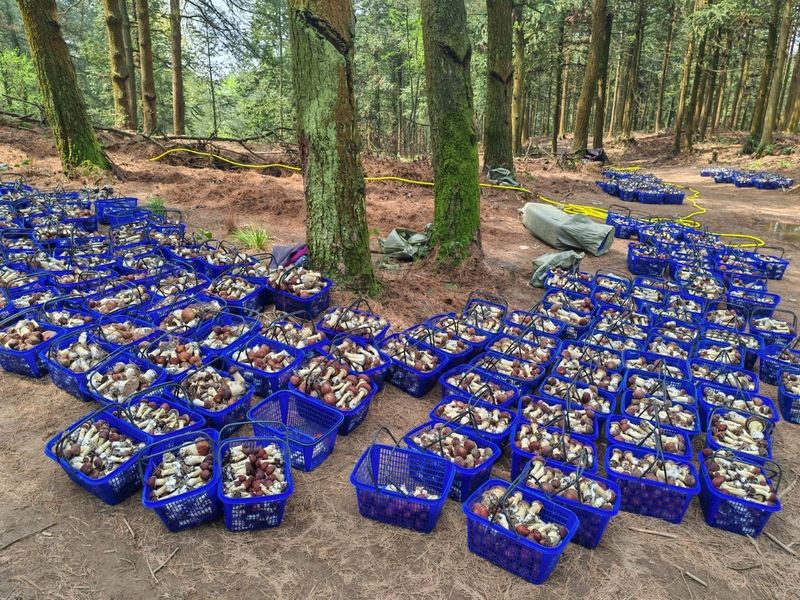 修文3600畝林下赤松茸上市。