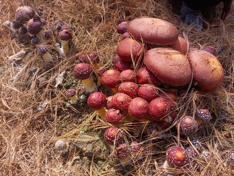 修文3600畝林下赤松茸上市。