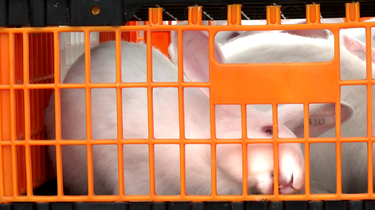 普定縣繁育的法國伊高樂祖代種兔。