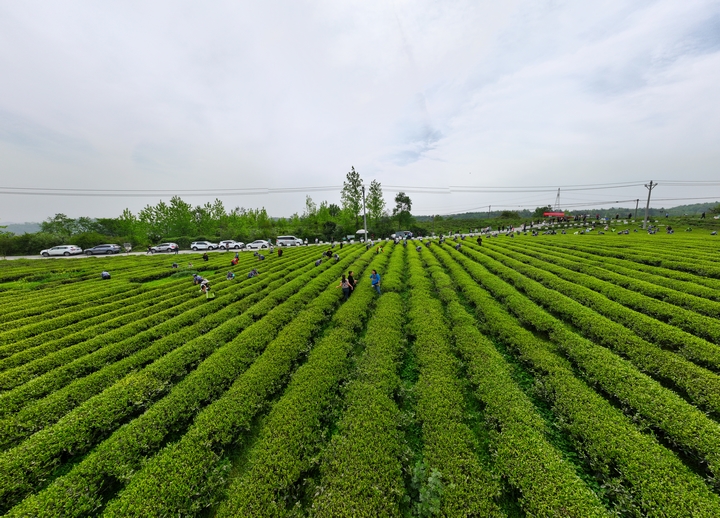 采茶決賽現場 金莎 攝 (2).jpg