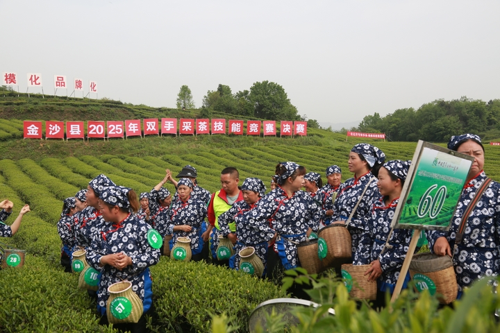 在金沙縣2025年雙手采茶技能競賽決賽現場，身著統一服飾、佩戴號碼牌的采茶選手們齊聚茶園，手持竹籃，蓄勢待發，展現出專業風采與競賽熱情。 陳亮 攝.jpg