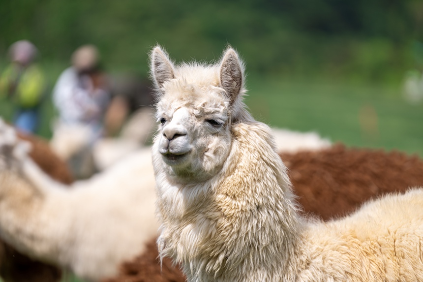景區內的羊駝。王平亮攝