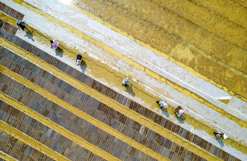 村民在貴州省黔西市杜鵑街道大興社區水稻育秧點放置育秧托盤。