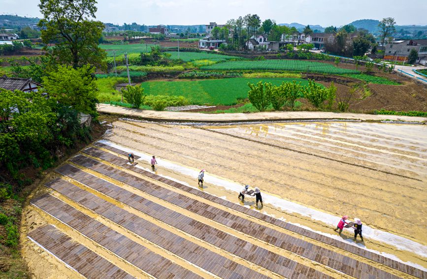 村民在貴州省黔西市杜鵑街道大興社區水稻育秧點放置育秧托盤。