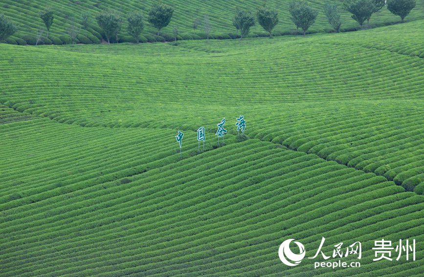 萬畝茶海一隅。人民網 黃小桃攝