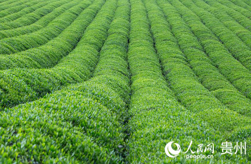 一排排茶樹整齊排列。人民網 黃小桃攝