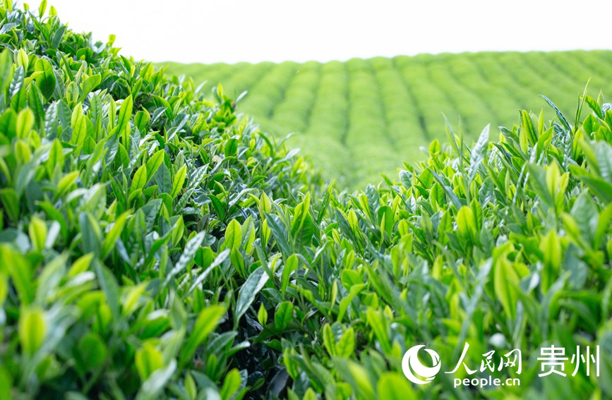 陽光下的茶樹。人民網 黃小桃攝