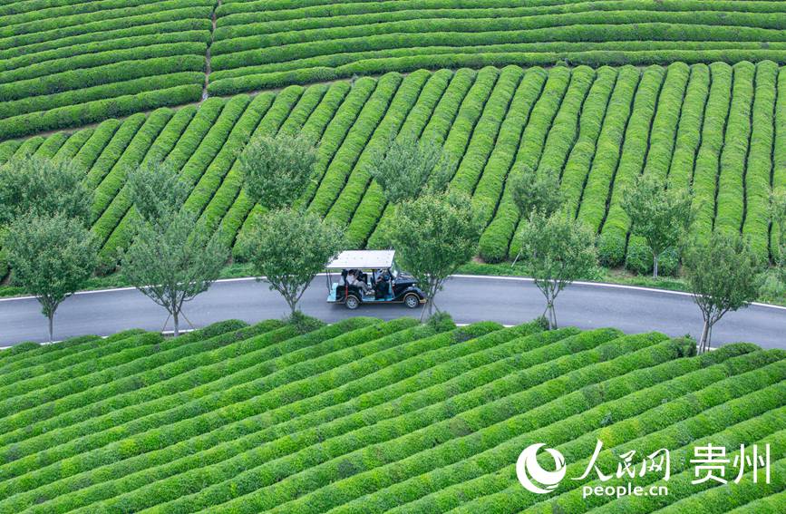觀光車從茶園景區穿過。人民網 黃小桃攝