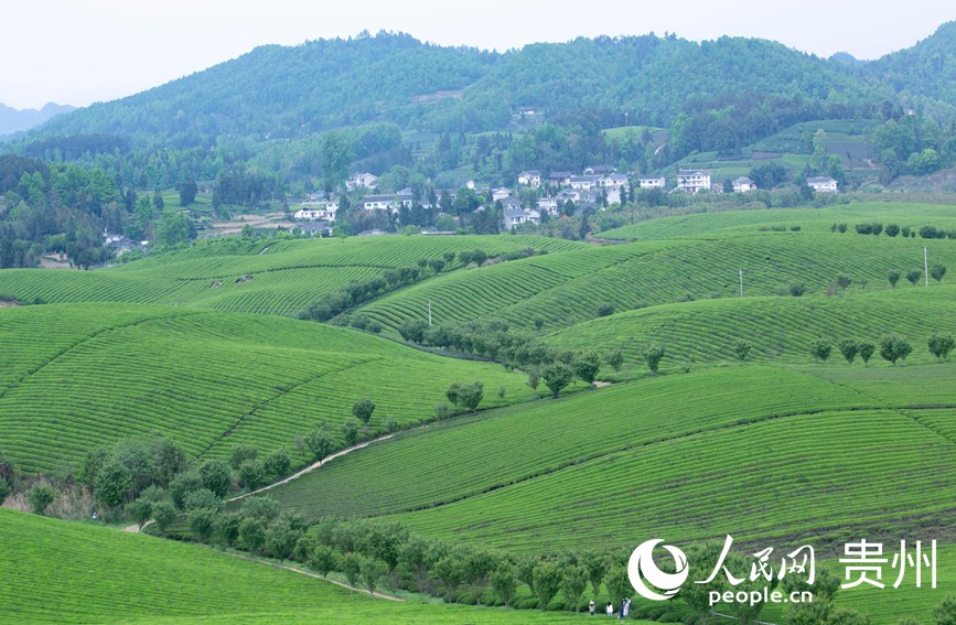 俯瞰萬畝茶海。人民網 黃小桃攝