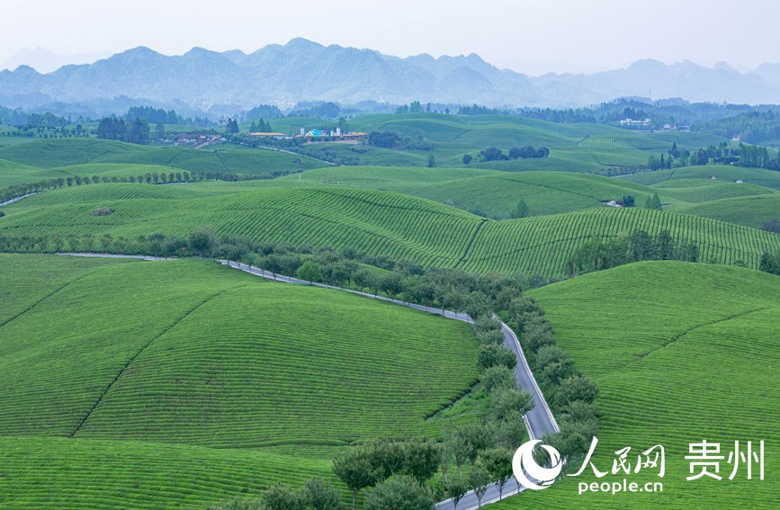 俯瞰萬畝茶海。人民網 黃小桃攝