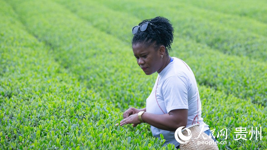 游客在體驗采茶。人民網 黃小桃攝