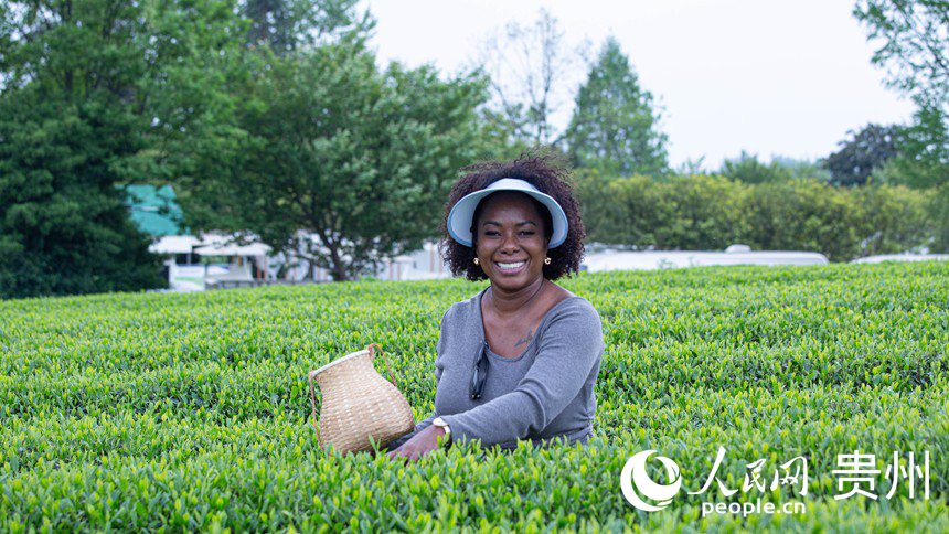 游客在體驗采茶。人民網 黃小桃攝