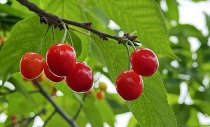 水城區發耳鎮：1.8萬畝瑪瑙紅櫻桃“紅”動早春，搶“鮮”上市近段時間，發耳鎮1.8萬畝瑪瑙紅櫻桃搶“鮮”上市，晶瑩剔透的果實掛滿枝頭，不僅奏響了早春豐收的樂章，更成為撬動當地鄉村振興的特色產業。