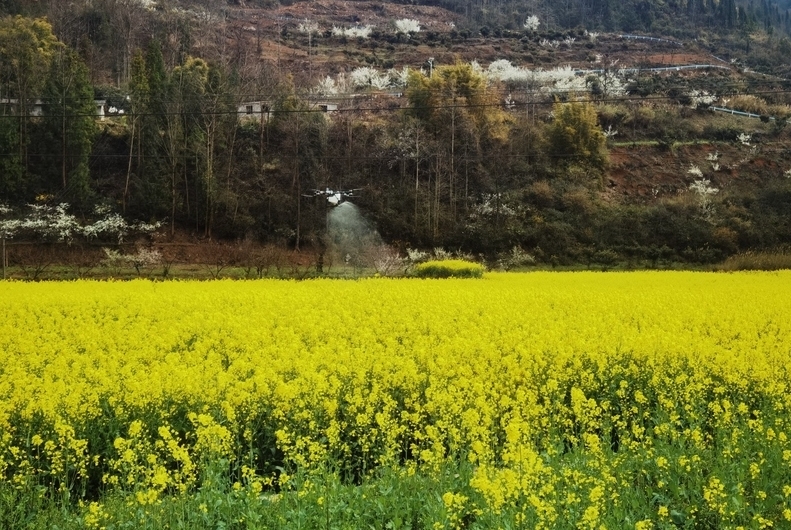 修文縣小箐鎮：無人機“飛防”顯身手 助力油菜穩產增收春風拂過田野，金燦燦的油菜花海隨風涌動。3月24日以來，在修文縣小箐鎮小壩村的田野上，一場科技與農業深度融合的“春耕保衛戰”正悄然打響。