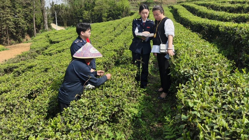 “稅宣服務隊”隊員向茶企人員講解政策。張欽愿攝