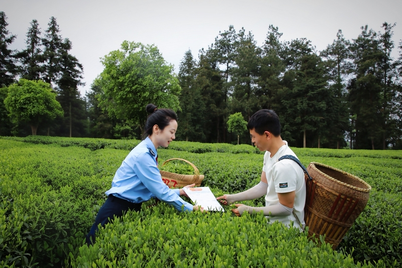 國家稅務總局鳳岡縣稅務局走進茶海，全力打造“稅務+景區+游客”立體宣傳模式。曾令龍