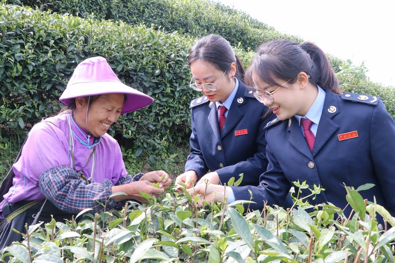 2025年稅收宣傳月期間，丹寨縣稅務局稅務干部到茶園走訪，向茶農了解采茶情況與收入情況。高慧攝