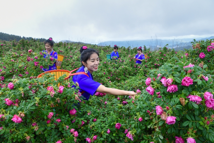 苗家阿妹按‘一花一碼’標準采摘清晨鮮蕾，既延續祖輩‘花期看蒂’的技藝，又為花茶、精油等深加工生產線供應原料。（吳江平 攝）.jpg