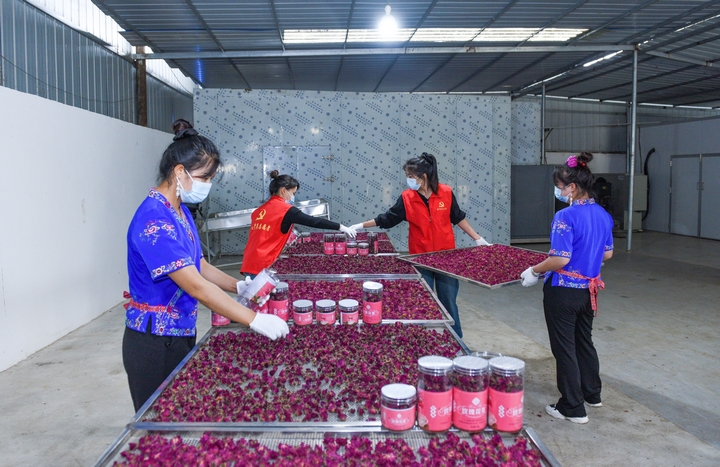 對鮮玫瑰花蕾進行分級篩選、智能控溫烘干，加工成花冠茶、花瓣茶等深加工產品，提升農產品附加值。（吳江平 攝）.jpg