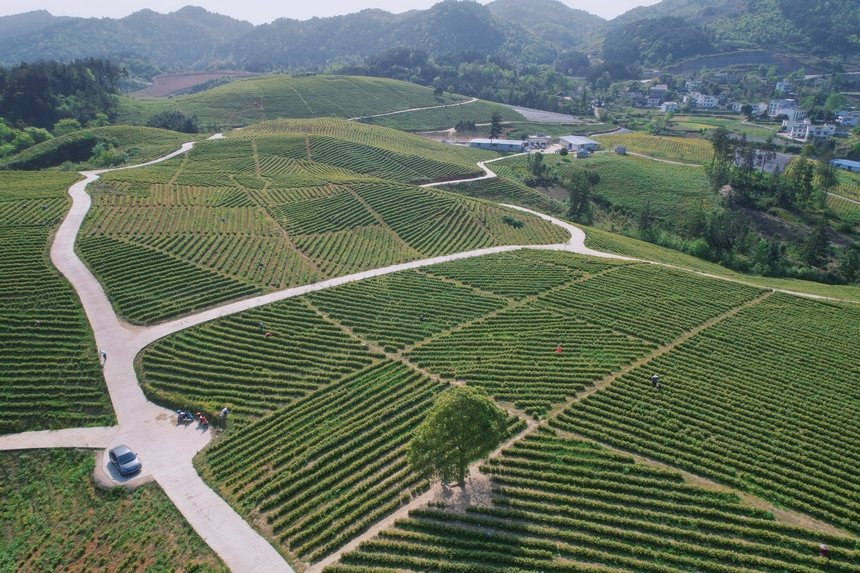 4月15日航拍青杠林千畝茶園。龍藝攝