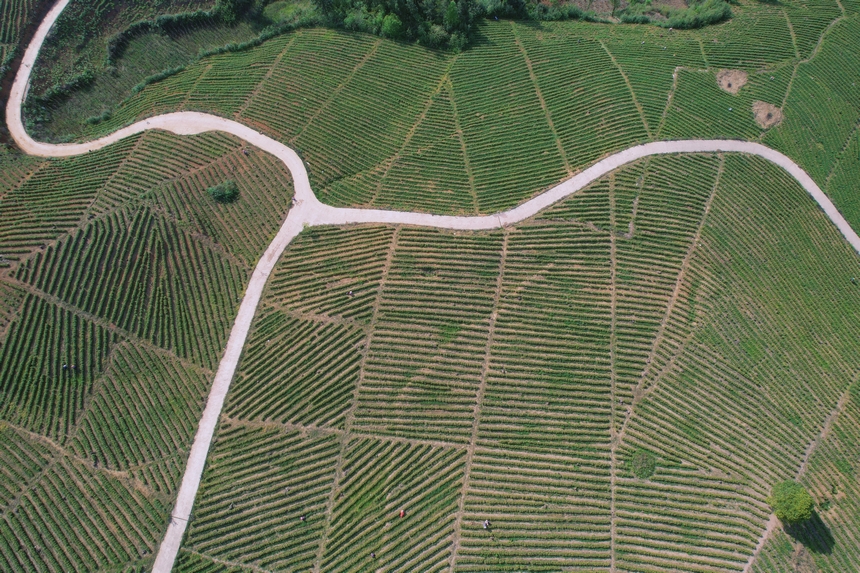 4月15日航拍青杠林千畝茶園。周建國攝