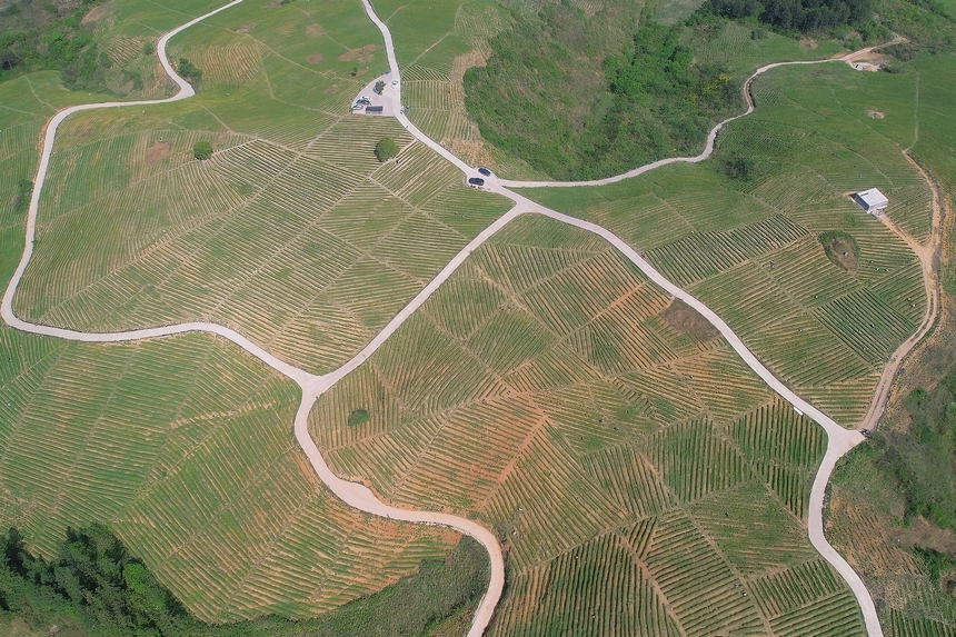 4月15日航拍青杠林千畝茶園。周建國攝