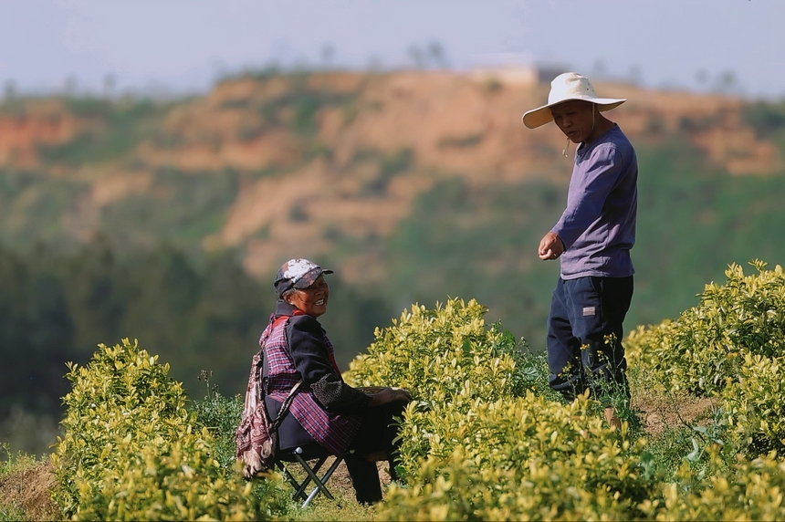 4月15日青杠林千畝茶園茶農正在采摘茶葉。龍藝攝
