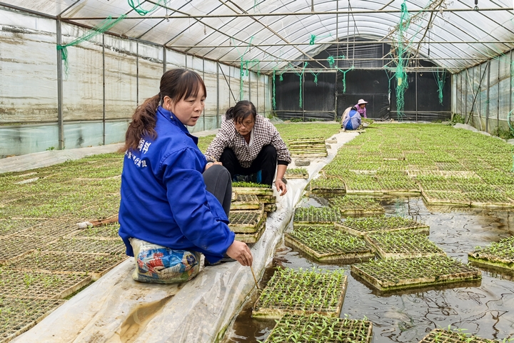 辣椒種植大棚。