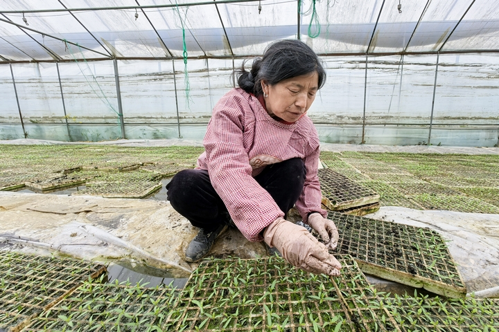 辣椒種植大棚。