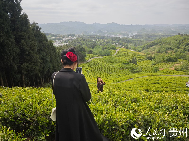 神鵲茶場內，游客正在拍照打卡。人民網 黃小桃攝