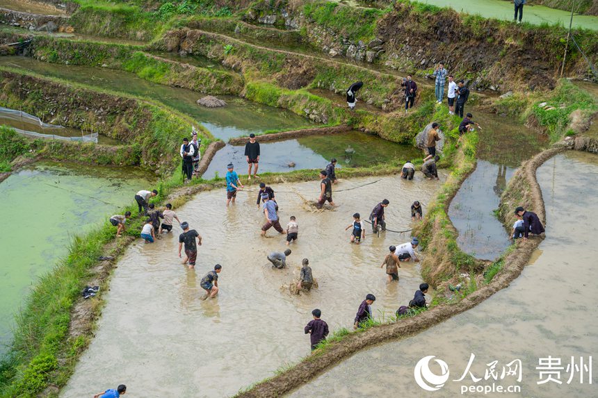 村民在貴州省從江縣加榜梯田上參加稻田搶鴨活動。人民網 陽茜攝