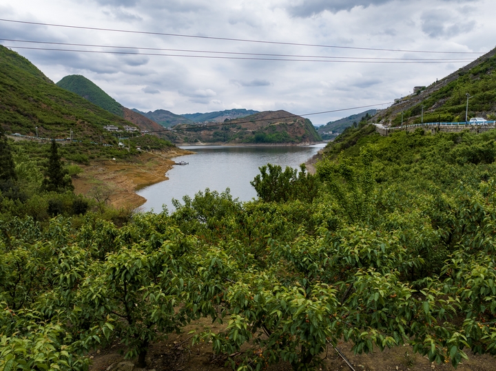 古達鄉水營村夾巖水庫周邊櫻桃采摘園 陳春志 攝 (3).jpg