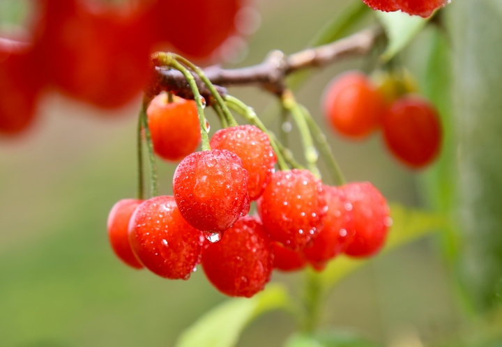 古達鄉櫻桃 陳春志 攝 (9).JPG