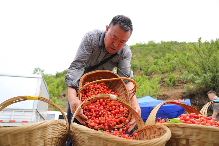 收購商在古達鄉水營村收購櫻桃 陳春志 攝 (5).JPG