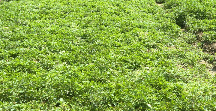 圖為西洋菜種植基地。