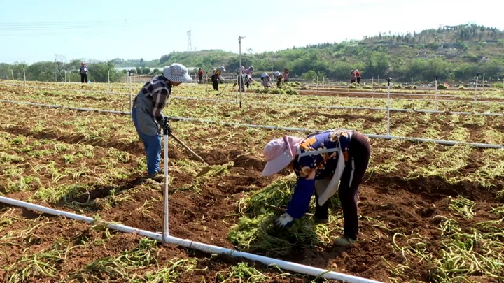 圖為村民忙于種植西洋菜。