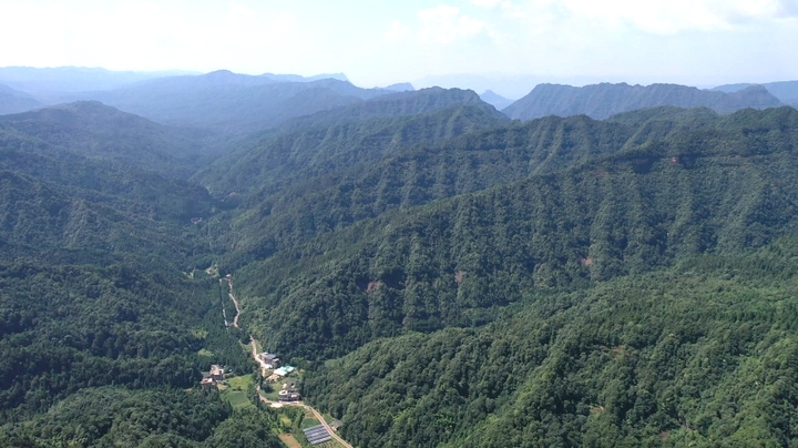 飛鴿森林公園茂密的植被。（稅會靜 攝）.jpg