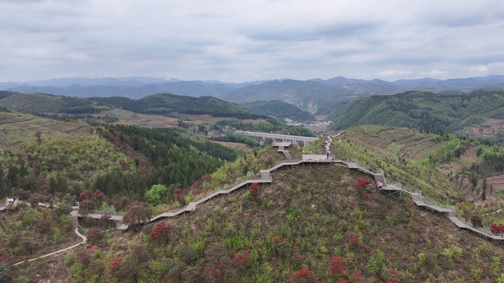 水城國家杜鵑公園 (1).jpg