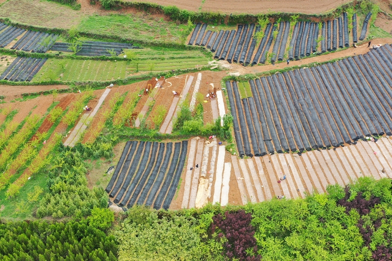 4月27日，威寧縣桐威農林種養殖專業合作社育苗基地一角。