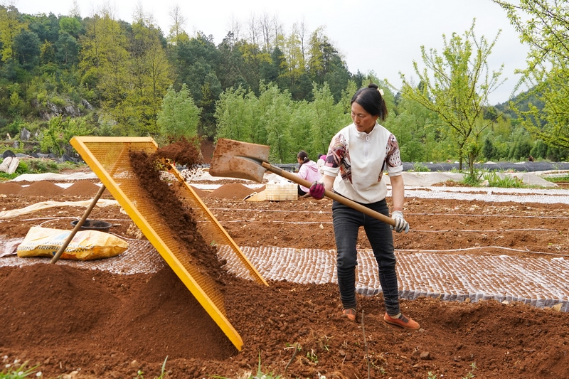 4月27日，在威寧縣桐威農林種養殖專業合作社育苗基地，務工群眾在篩土。