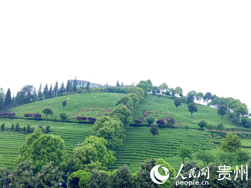 開陽縣南龍鄉茶園一隅。人民網記者 王秀芳攝